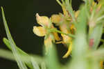 Loomis' yellow loosestrife